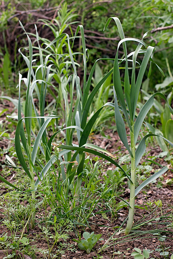 Image of Allium drobovii specimen.