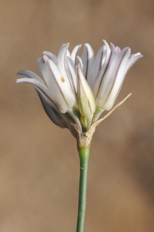 Image of Allium korolkowii specimen.
