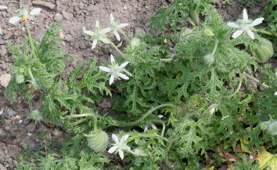 Image of Blumenbachia insignis specimen.