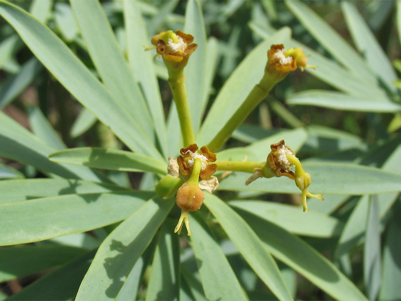 Image of Euphorbia lamarckii specimen.