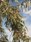 Elaeagnus angustifolia. Ветвь с плодами. Западный Крым, окр. пос. Мирный. 21 сентября 2013 г.
