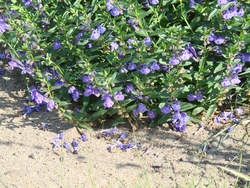 Image of Scutellaria scordiifolia specimen.