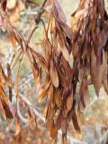 Fraxinus ornus. Зрелые плоды. Южный берег Крыма, Артек. 22.11.2013.