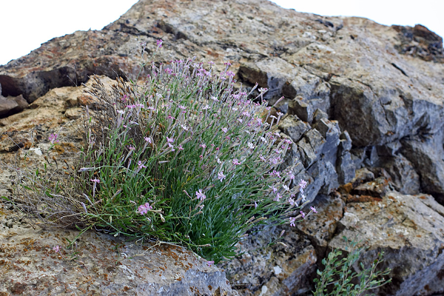 Image of Silene guntensis specimen.