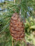Larix decidua. Шишка и хвоя. Германия, г. Дюссельдорф, Ботанический сад университета. 04.09.2013.