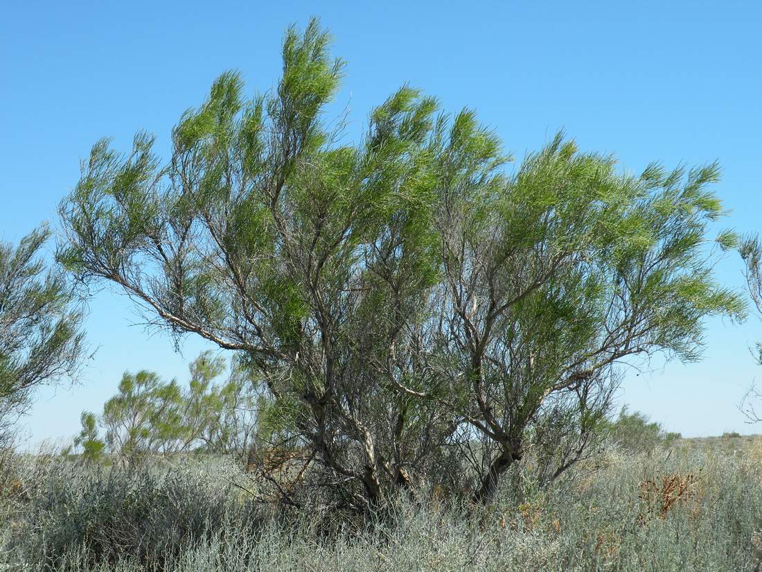 Image of Haloxylon aphyllum specimen.