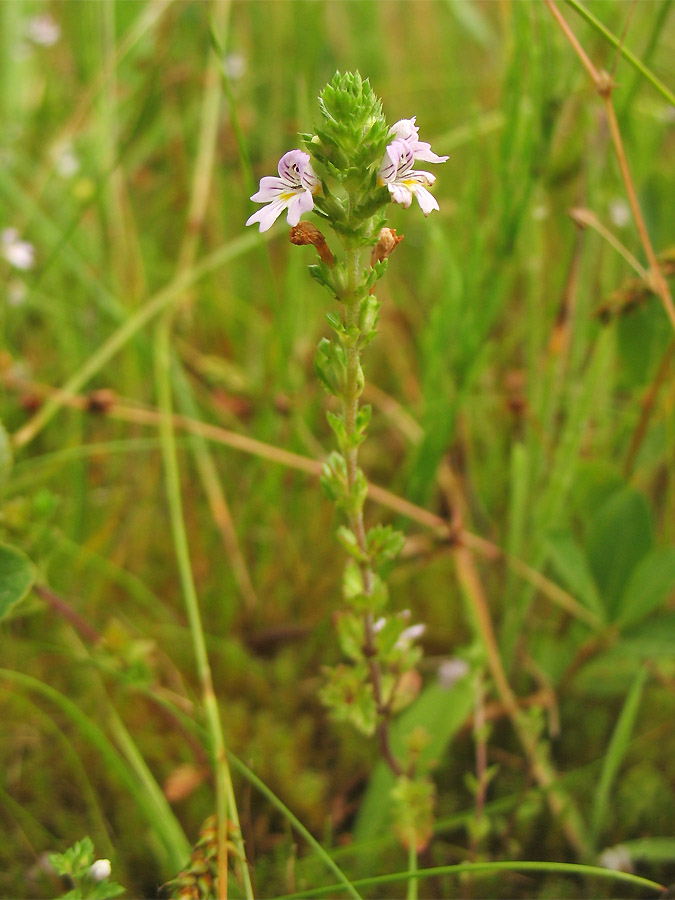 Изображение особи Euphrasia stricta.