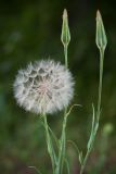 Tragopogon orientalis