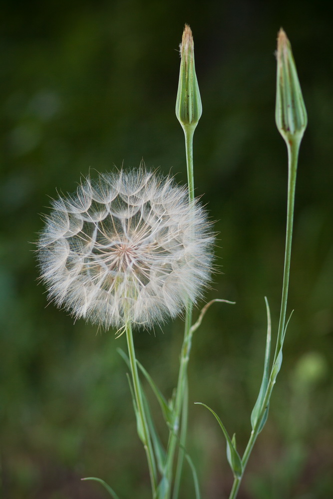 Image of Tragopogon orientalis specimen.