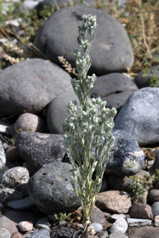 Image of Filago arvensis specimen.