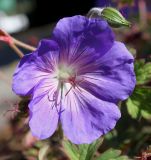 genus Geranium