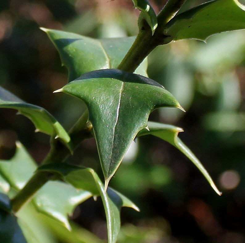 Изображение особи Ilex bioritsensis.