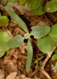 Atriplex holocarpa. Проросток с первыми ювенильными листьями в углублении на лёссово-песчаном субстрате. Израиль, южная Арава, окр. киббуца Элифаз, рудеральное местообитание. 04.03.2014.