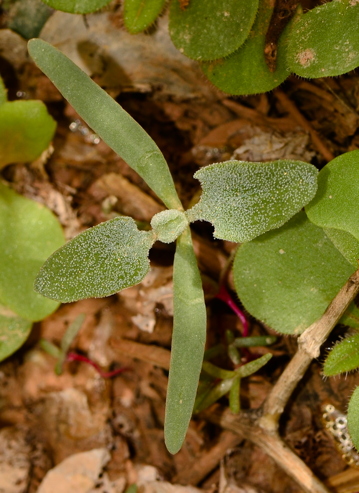 Image of Atriplex holocarpa specimen.