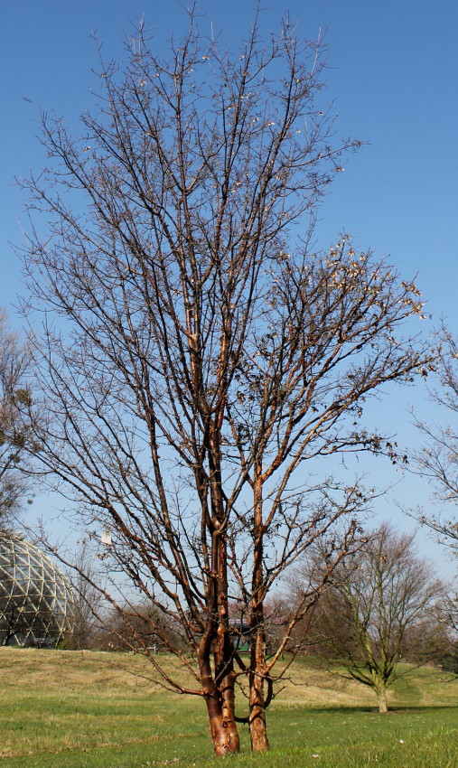 Image of Acer griseum specimen.