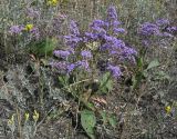 Limonium gmelinii