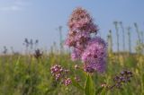 Spiraea salicifolia