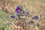 Pulsatilla turczaninovii