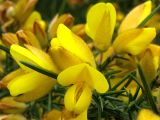 Ulex europaea. Цветки. ФРГ, Нижняя Саксония, Ольденбург, ботанический сад Ольденбургского университета. Апрель 2007 г.