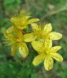 Hypericum maculatum