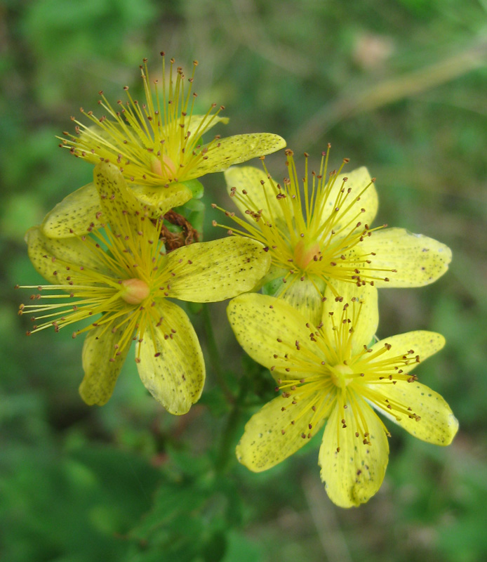 Изображение особи Hypericum maculatum.
