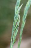 Festuca amethystina