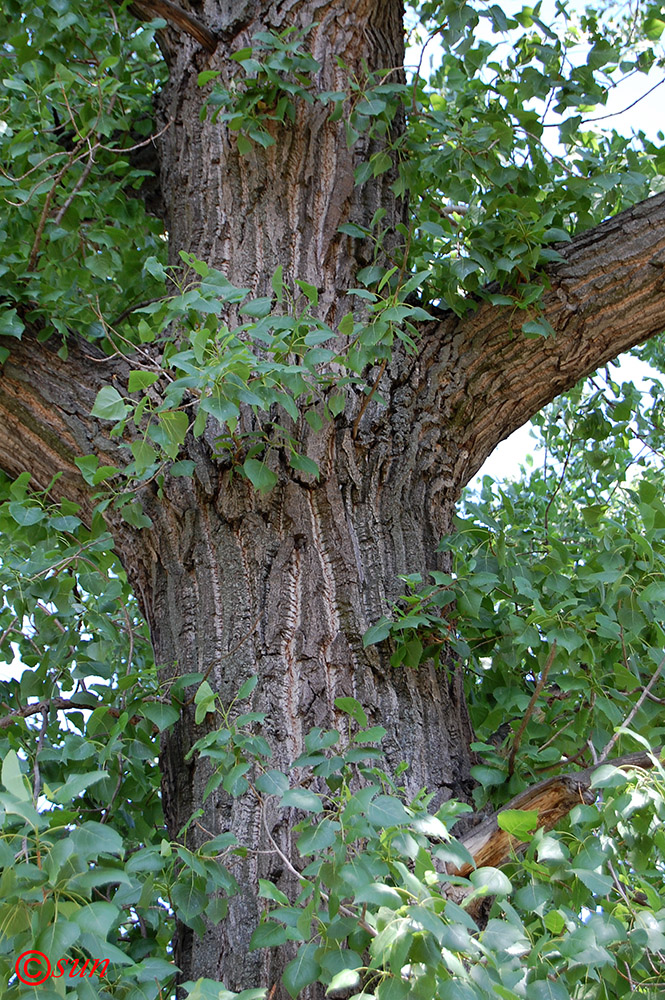 Image of Populus nigra specimen.