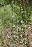 Blackstonia perfoliata. Зацветающие растения. Греция, Халкидики. 02.06.2014.