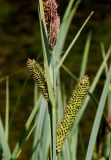 Carex acutiformis. Часть соцветия и соплодия. Германия, г. Дюссельдорф, Ботанический сад университета. 04.05.2014.