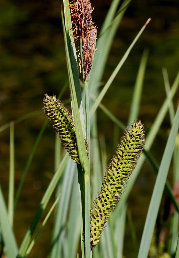 Изображение особи Carex acutiformis.