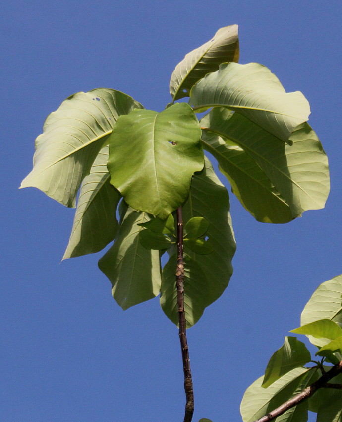 Изображение особи Magnolia hypoleuca.