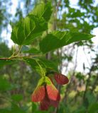 Acer tataricum