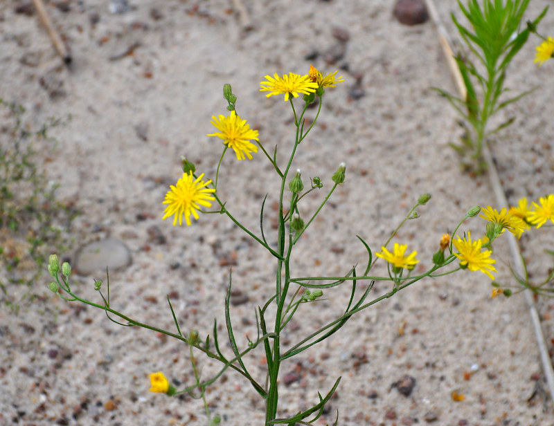 Изображение особи Crepis tectorum.