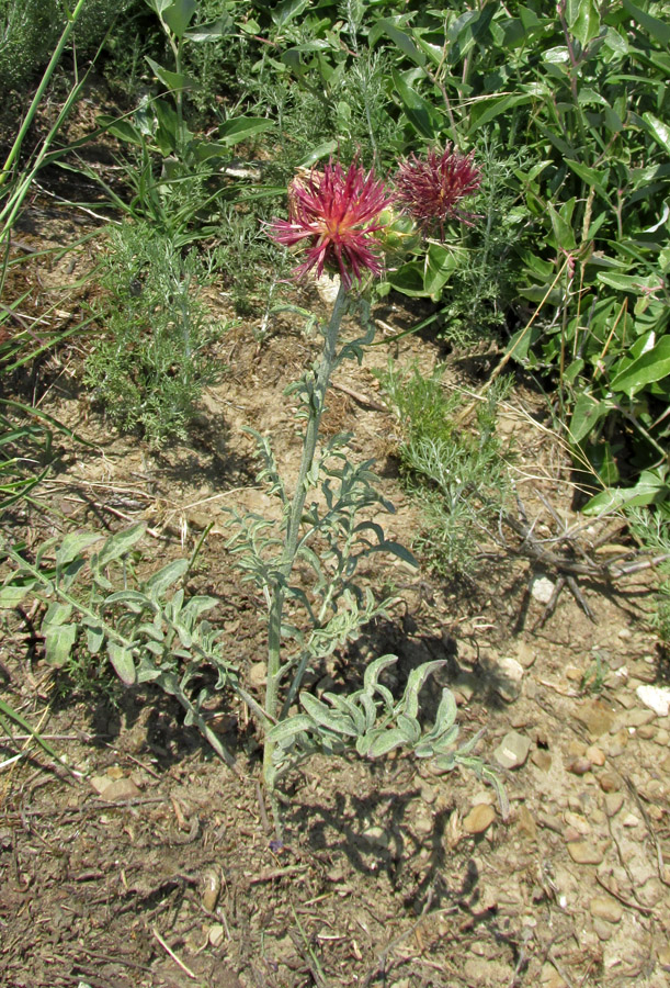Image of Centaurea rubriflora specimen.