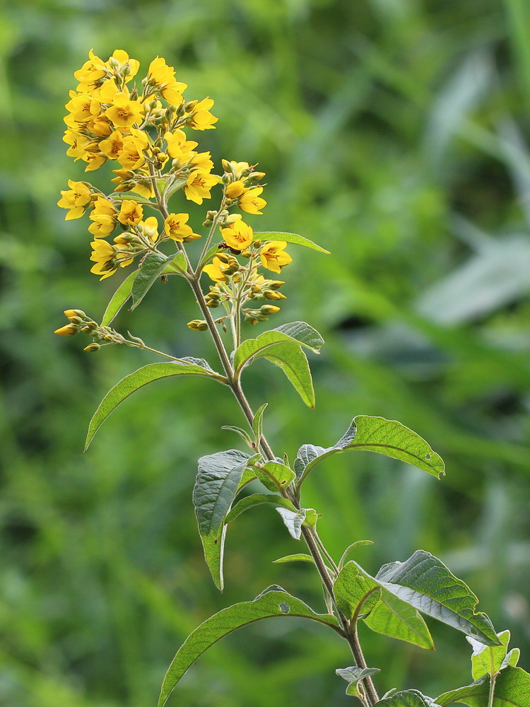 Изображение особи Lysimachia vulgaris.