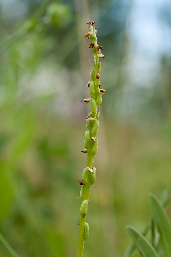 Изображение особи Herminium monorchis.