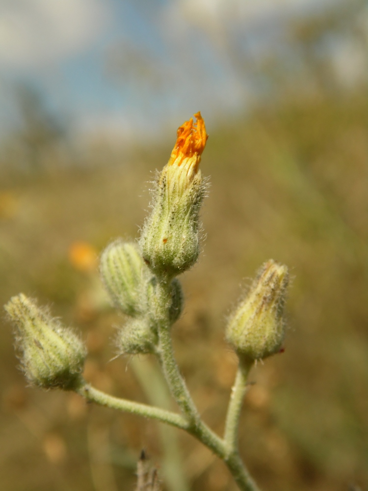 Image of Pilosella echioides specimen.