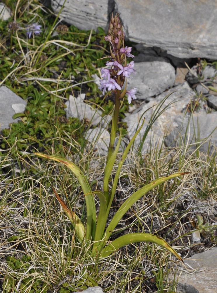 Изображение особи Gymnadenia conopsea.