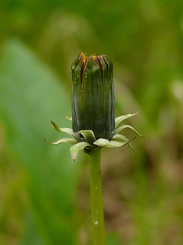 Image of Taraxacum croceum specimen.