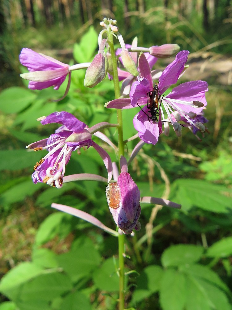 Изображение особи Chamaenerion angustifolium.