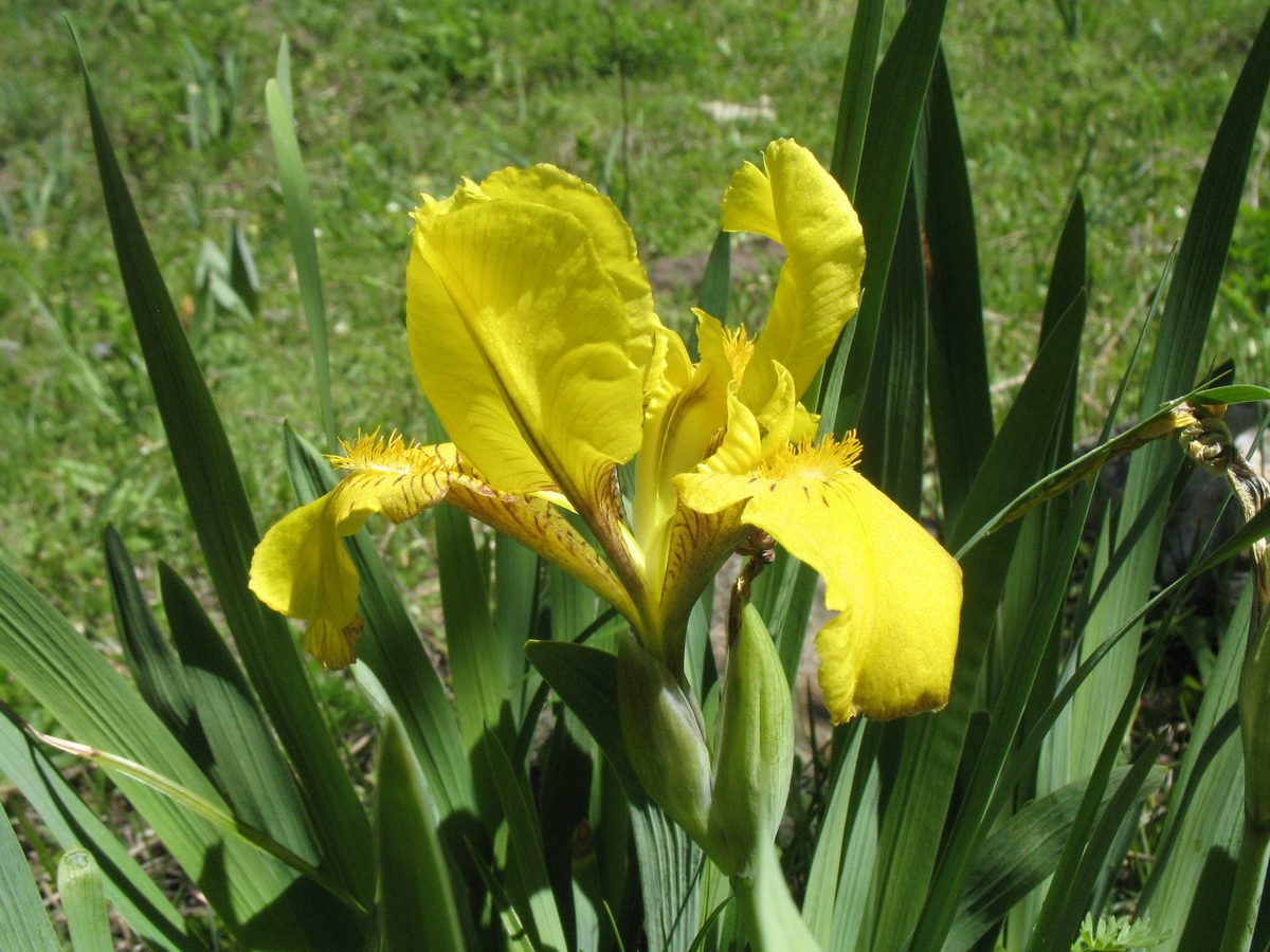 Image of Iris bloudowii specimen.