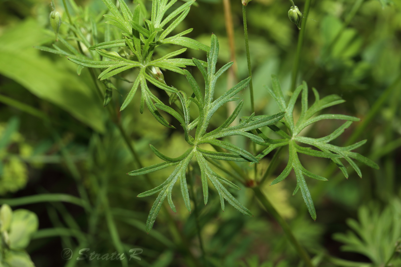 Image of Geranium columbinum specimen.