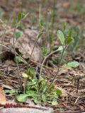 Arabidopsis arenosa