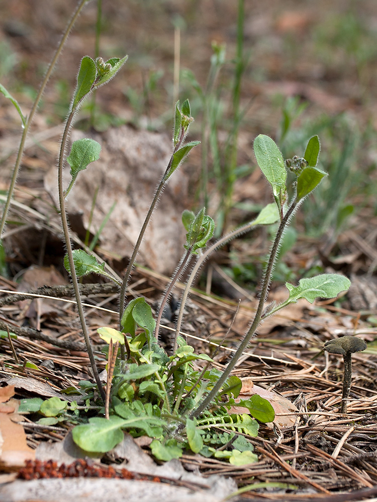 Изображение особи Arabidopsis arenosa.