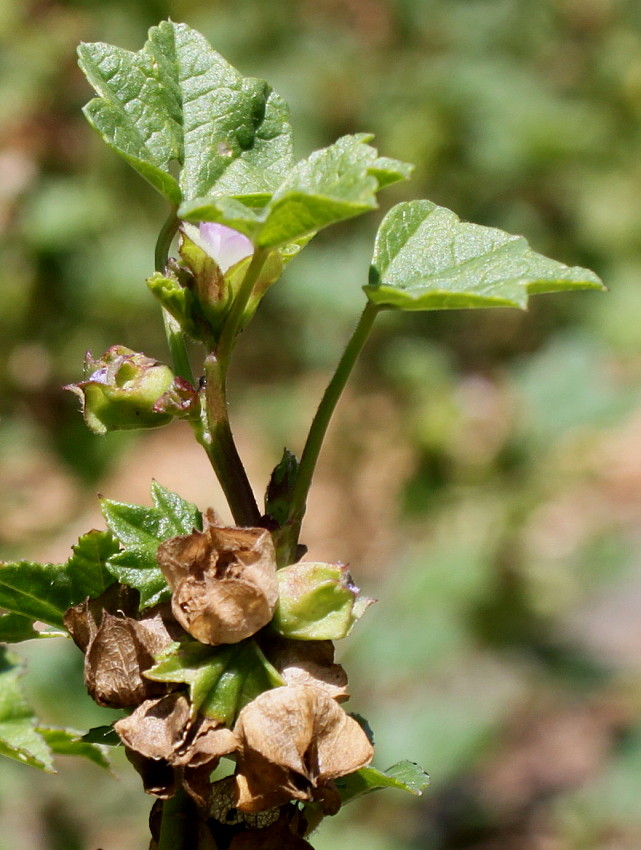 Image of Malva pusilla specimen.