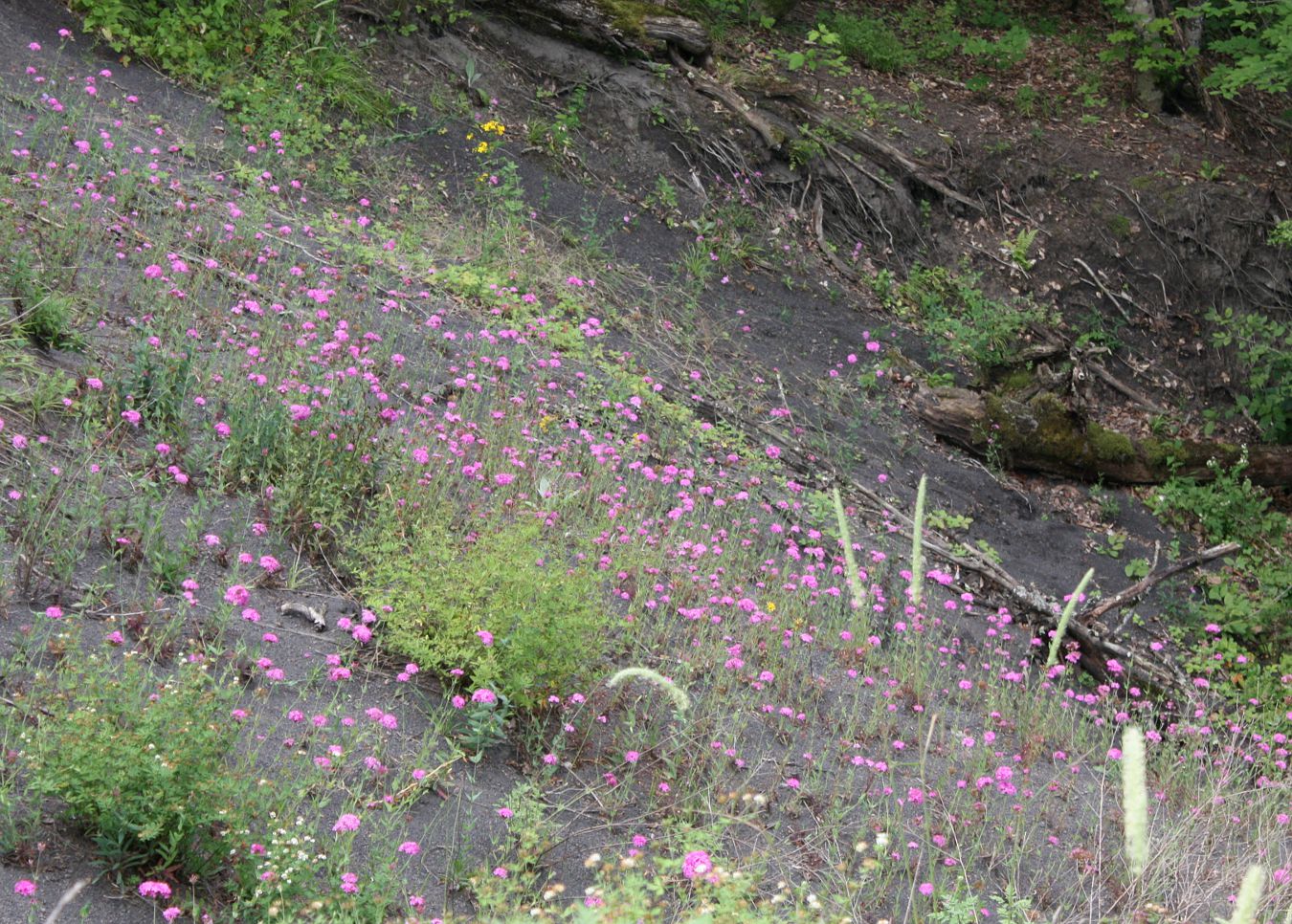 Image of Silene compacta specimen.