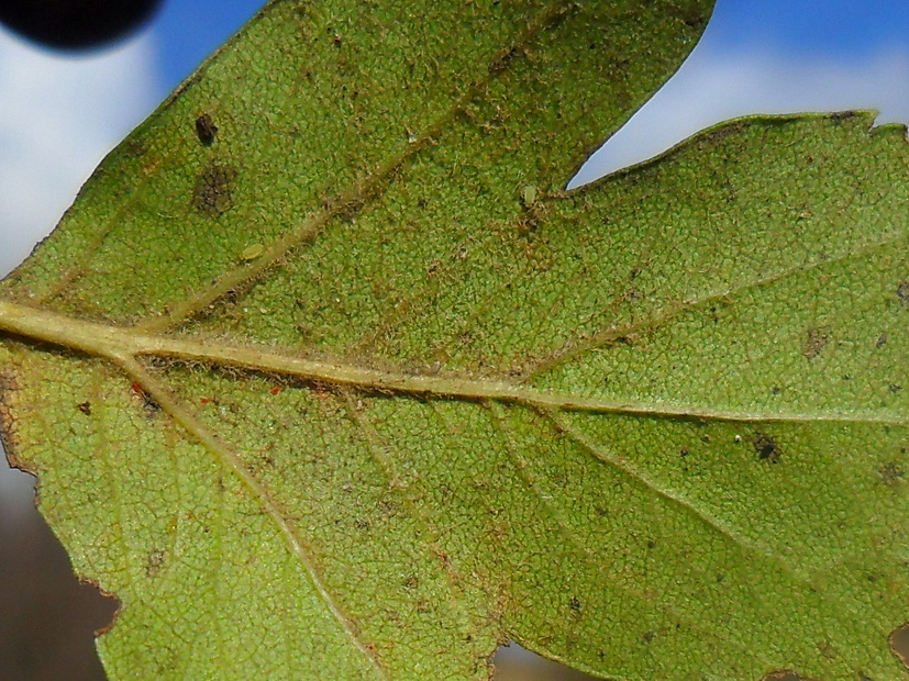 Image of Crataegus nigra specimen.