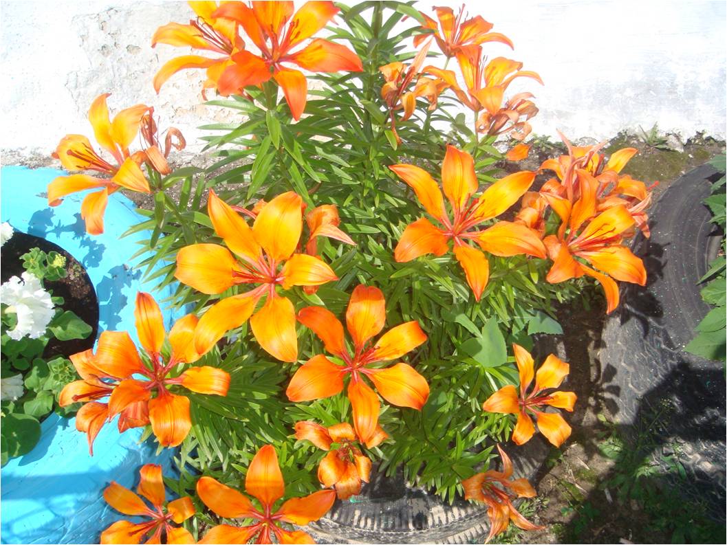 Image of Lilium pensylvanicum specimen.