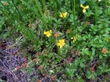 Potentilla anserina ssp. groenlandica