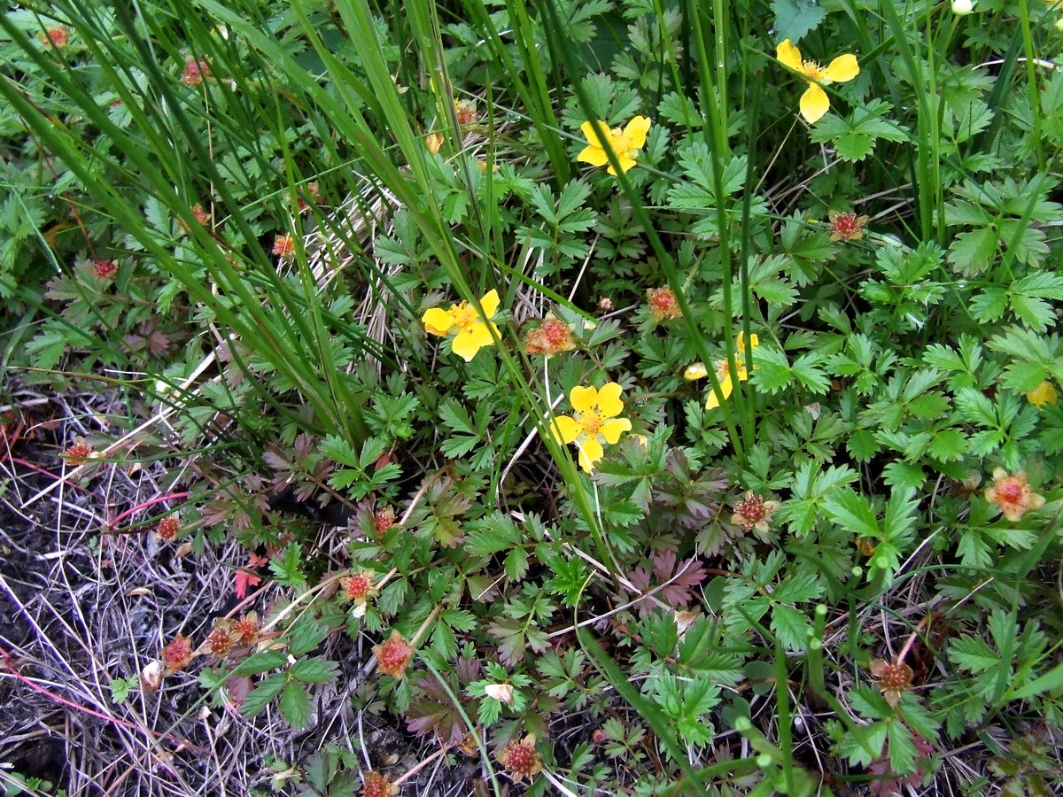 Image of Potentilla anserina ssp. groenlandica specimen.